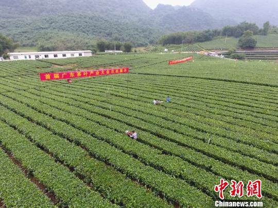 广东举行首届茶产业大会 促广东茶走向全国及世界