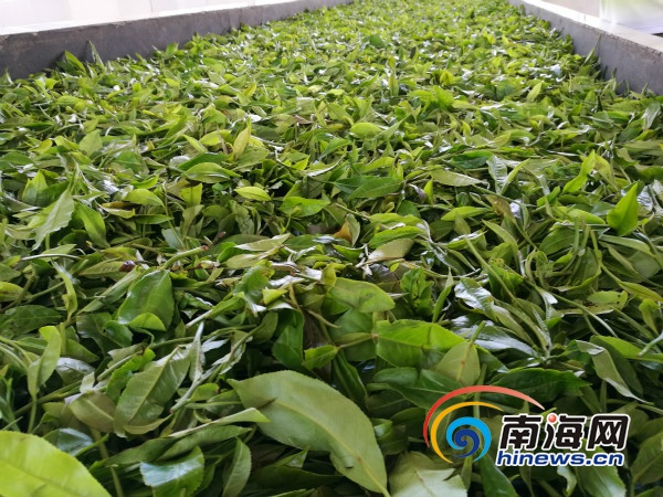 采风团参观白马岭茶叶制作全程 感受严选出好茶