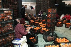 【新春走基层】合作社里装箱忙 湖南洪江的致富橙卖到了加拿大