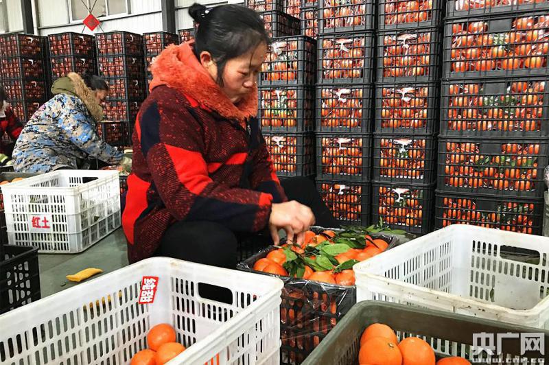 【新春走基层】合作社里装箱忙 湖南洪江的致富橙卖到了加拿大
