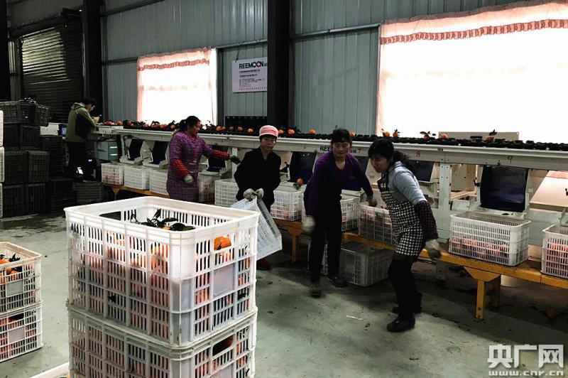 【新春走基层】合作社里装箱忙 湖南洪江的致富橙卖到了加拿大