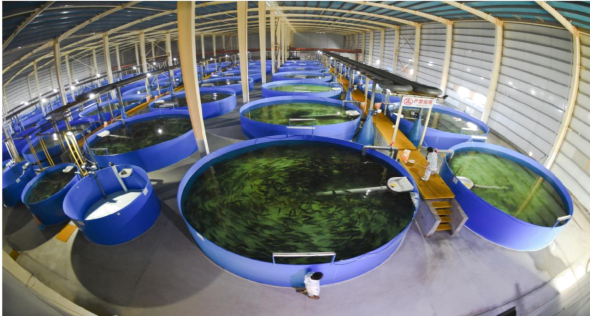 陆基工厂养海鱼 食品安全记心里