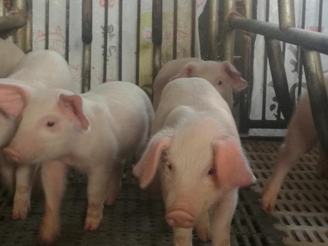 潍坊市普通商品猪的养殖量连续多年位居全省第一