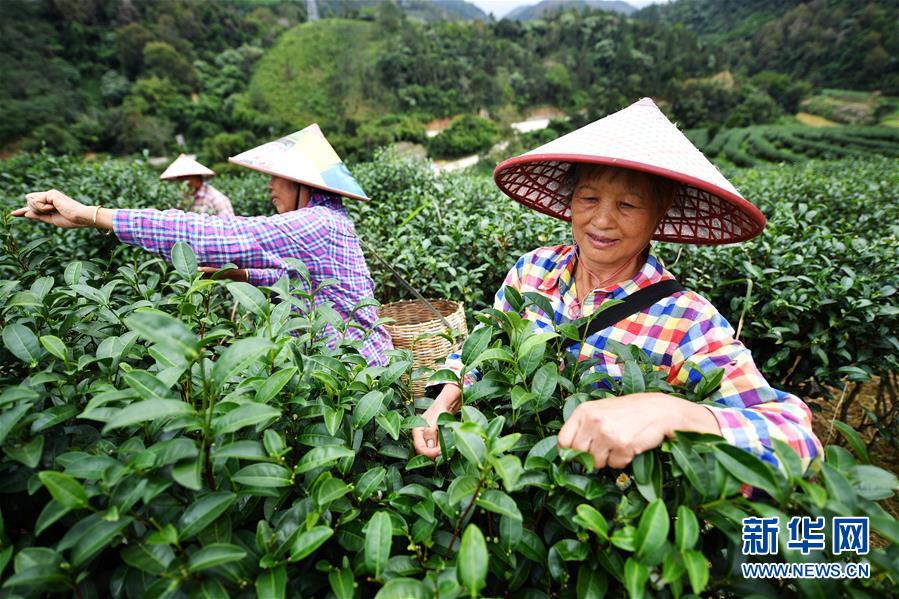 （经济）（1）五指山上茶飘香