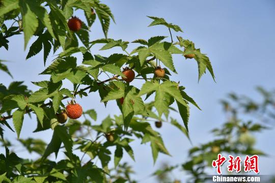 浙江“新农人”锁定味蕾记忆小鲜果“盛满”乡土情怀
