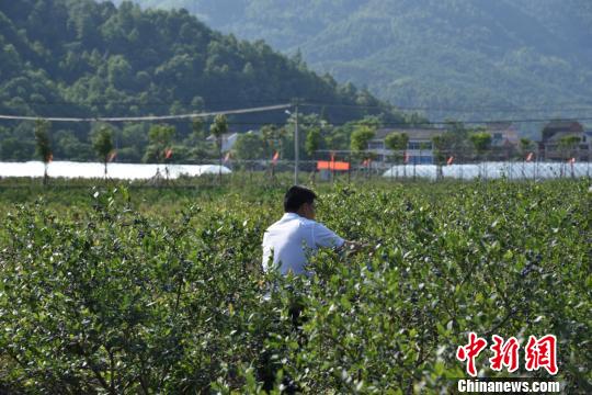 图为：蓝莓采摘园 范宇斌 摄